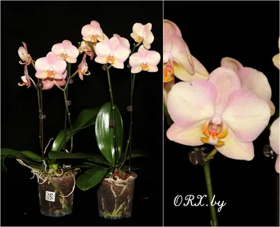 Орхидея фаленопсис 1 ствол 12 дм белая, кашпо в ПОДАРОК , комнатное  растение цветущее - купить с доставкой по выгодным ценам в  интернет-магазине OZON (1041074638)