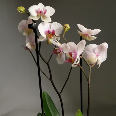 Орхидея фаленопсис синяя купить с доставкой в СПб