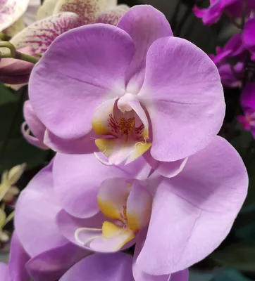 Купить Акция на орхидею Фаленопсис ᐉ Доставка по Киеву, Украине | Орхидс Арт