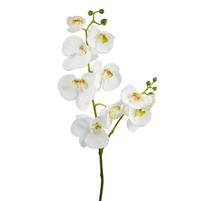 Орхидея Фаленопсис 2 pp Tarragon Heart 12/55: купить оптом в Москве