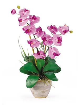 Орхидея Фаленопсис Анна (Annapolis) \"Luxe\" каркас | доставка по Москве и  области