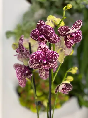 Орхидеи : Орхидея фаленопсис Роуз 2 ст АКЦИЯ