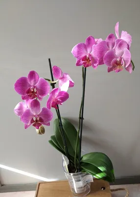 Орхидея Фаленопсис белая TS00787 купить в Москве по цене 700 руб. в  интернет-магазине Décor of Today