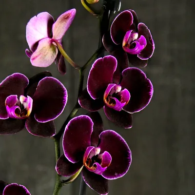 Орхидея Фаленопсис Галифакс купить