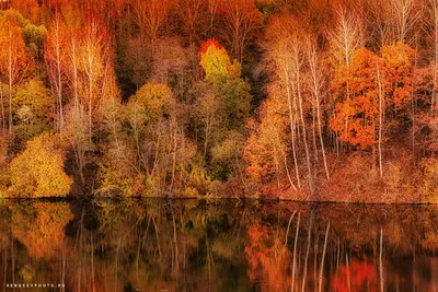 Осенний лес: 27 фотографий — Российское фото