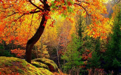Осень в лесу (59 фото) - 59 фото