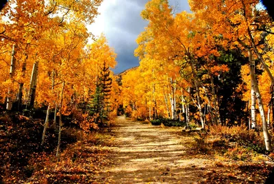 Осень в лесу. Шигонский район | Красивые места Самары и области | ВКонтакте