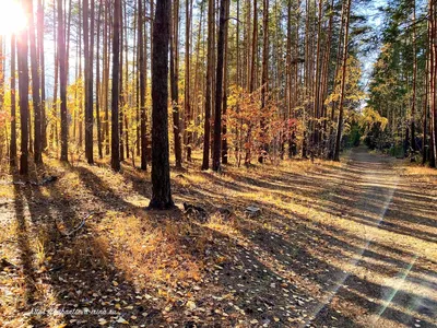 Осень Лес Золотая - Бесплатное фото на Pixabay - Pixabay