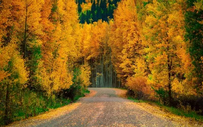 Лесная дорога осень (52 фото) - 52 фото