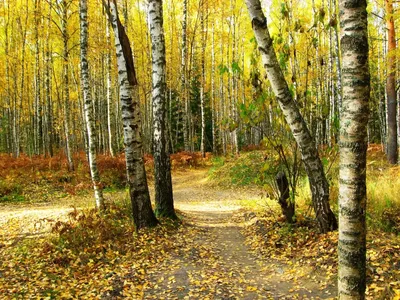 Обои Времена года Осень Леса Березы Тропа Листья Деревья Природа Картинка  #393023 Скачать | Пейзажи, Осенний пейзаж, Фотографии деревьев