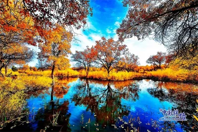 осенний лес на лесной тропе, осень, время года, дерево фон картинки и Фото  для бесплатной загрузки