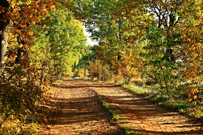 Красота осеннего леса - какие изменения происходят осенью в лесу | Растюша  | Дзен