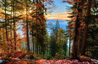 Фотофакт. Осенний лес из евфратских тополей в китайской провинции Ганьсу