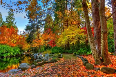 Золотая осень в лесу :: Елена Рябчевская – Социальная сеть ФотоКто