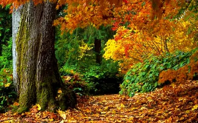 Картина маслом с осенью. Осенняя картина влюбленная пара в лесу – заказать  на Ярмарке Мастеров – N9AKERU | Картины, Москва