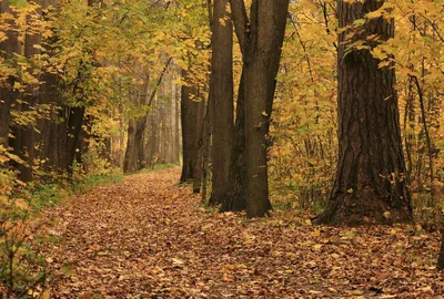 Раскраска Осень в лесу | Раскраски, Осень, Животные