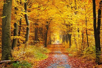 Сердце осени - желтые оранжевые деревья в лесу с формой сердца Стоковое  Изображение - изображение насчитывающей красивейшее, листво: 157238733