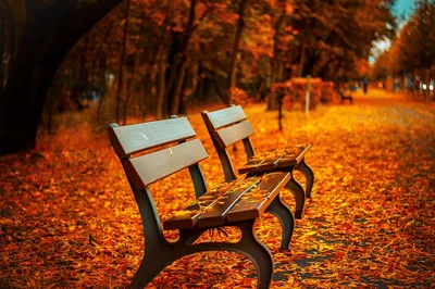 Осенний лес кемпинг фон дизайн, мультфильм, ручной росписью, в конце осени  фон картинки и Фото для бесплатной загрузки
