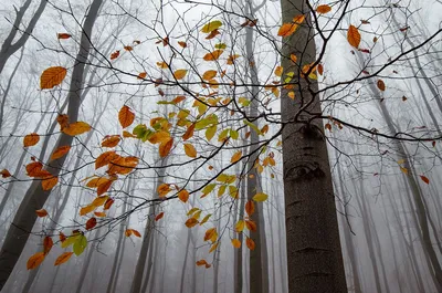 Осенний лес в Северной Каролине / лес :: фото :: Осень :: пейзаж :: Природа  (красивые фото природы: моря, озера, леса) / смешные картинки и другие  приколы: комиксы, гиф анимация, видео, лучший интеллектуальный юмор.