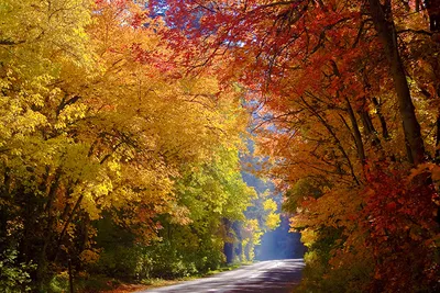 осенний лес зачарованная осень осень в йокогаме и японский кленовый лист,  осенний солнечный свет и осенние листья, Hd фотография фото, атмосфера фон  картинки и Фото для бесплатной загрузки