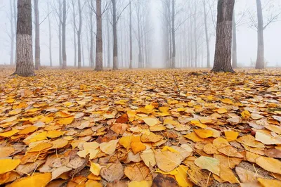 Идеи для фото осенью в лесу | Пару осенних фотографии, Осенние портреты,  Осенние фотографии