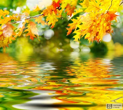 Фото осенние листья на воде фото