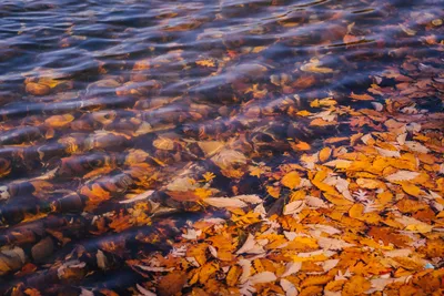 Осенние листья на воде - фото и картинки: 37 штук