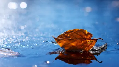 Осенние листья в проточной воде озера · Бесплатные стоковые фото