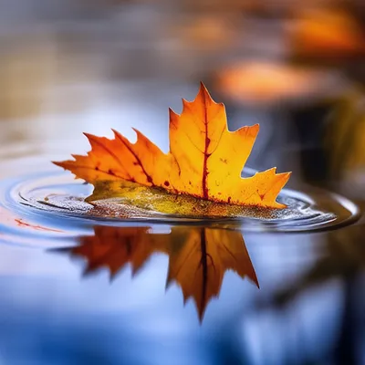 Фотообои \"Осенние листья над водой\" - Арт. 170321 | Купить в  интернет-магазине Уютная стена