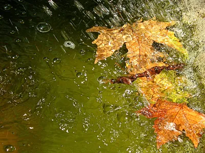 Осенние листья на воде - обои для рабочего стола, картинки, фото