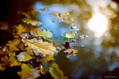 Обои на рабочий стол Осенние листья лежат в воде, обои для рабочего стола,  скачать обои, обои бесплатно