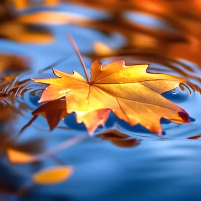 Осенние Листья В Воде — стоковые фотографии и другие картинки Осень -  Осень, Цвет осенних листьев, Вода - iStock