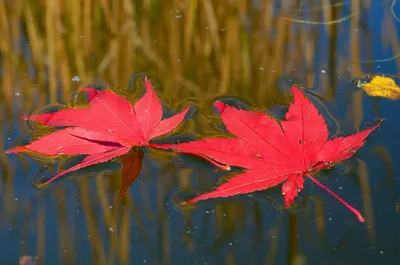 Бесплатные Осенние листья на воде стоковые фотографии | FreeImages