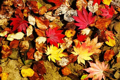 картинки : воды, природа, цветок, Осень, Рыжих, рыба, Фауна, Крупным  планом, осенние листья, Макросъемка, Лист в воде, Листья в воде 4380x2920 -  - 836092 - красивые картинки - PxHere