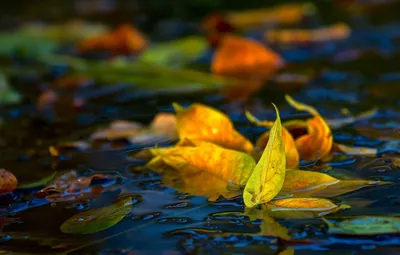 Осенние листья на воде, эстетично, …» — создано в Шедевруме
