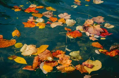 Осень эстетика. Лужа. Листья в воде. Осеннее настроение