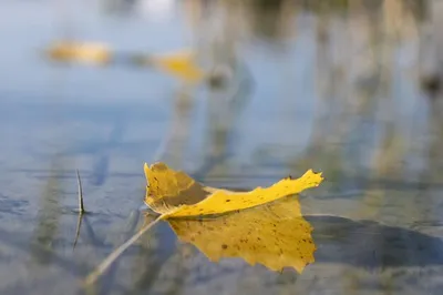 Image Leaf Autumn Nature Water Branches