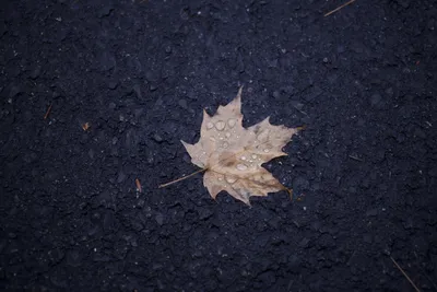 Осенний лист в луже рисунок - 70 фото