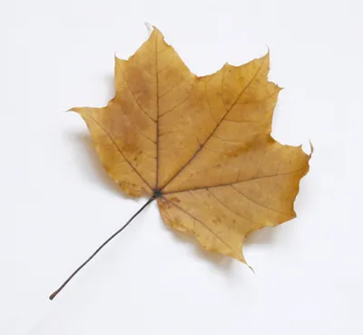 Осенние листья на воде. Туман. …» — создано в Шедевруме