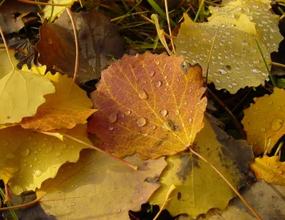 Осенние листья на воде - 58 фото