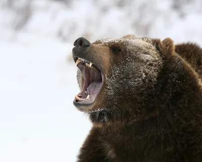 Фото оскал медведя фото