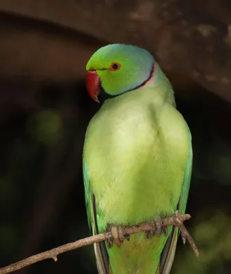 Ожереловый попугай — Зоопарк Садгород