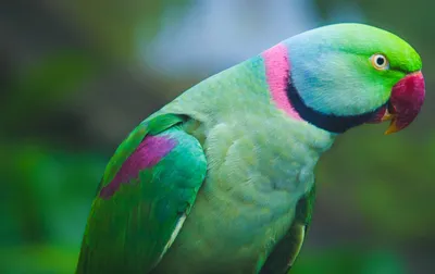 Ожереловый попугай: 🦜 Внешний вид и породы | Pet7