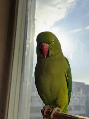 Мои ожереловые попугаи | Пикабу