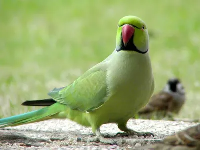 Попугай Ожереловый Зеленый (самка) - купить, цена | Компания Аксолотль