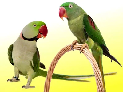 Ожереловые попугаи птенцы выкормыши | Зоо-Оазис