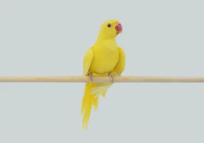 Попугай ожереловый желтый, купить птенца в питомнике в Москве по выгодной  цене, Пернатое царство