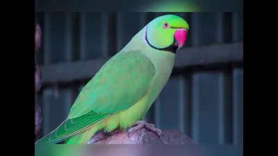 Индийские кольчатые(ожереловые) попугаи - YouTube