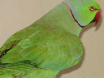 Ожереловый попугай | отзывы