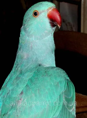 Ky-Ky Pet - Ожереловый попугай Крамера или индийский кольчатый попугай -  очень подвижная, умная и красивая птица. Эти попугаи среднего размера. Их  выделяет рисунок “кольца” на шее, в честь кого они и